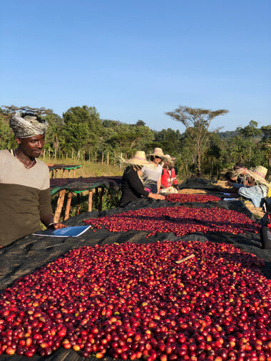 SCA Introduction to Specialty Coffee Dec 16th, 2022